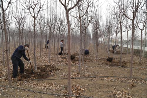 新闻动态阳春三月,淄博绿化苗木种植大户凯创园林公司迎来了苗木销售