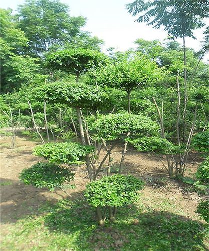 鄢陵京唐花木基地销售小叶女贞云片造型 盆景 绿化苗木 庭院.
